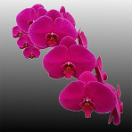 Phalaenopsis Lin Amber B S Phalaenopsis Lin Amber B S